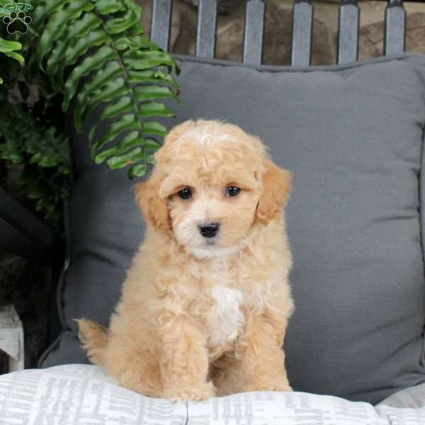 Holly, Bich-Poo Puppy