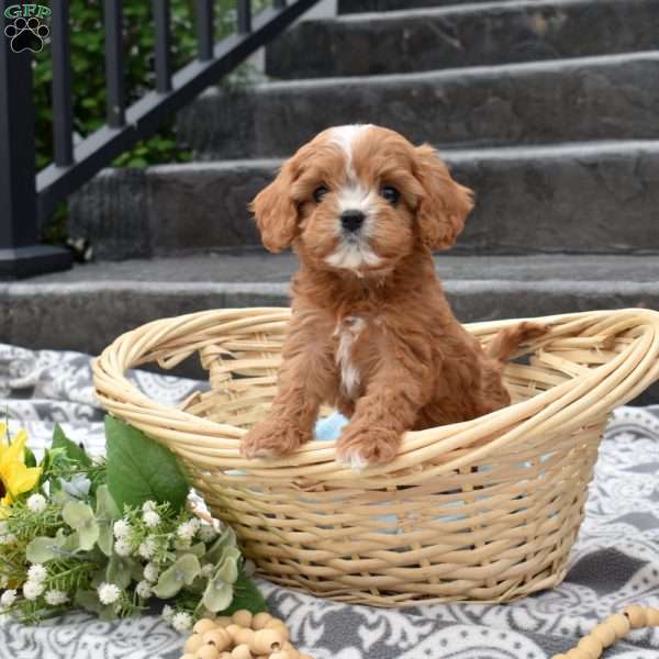 Homer, Cavapoo Puppy