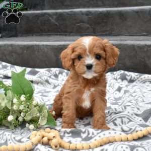 Homer, Cavapoo Puppy