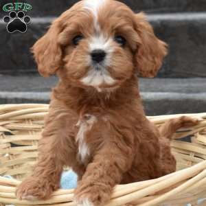 Homer, Cavapoo Puppy