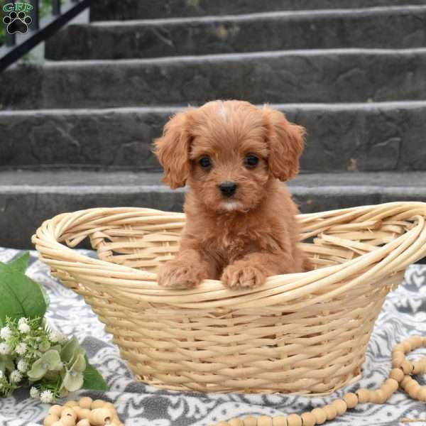 Honey, Cavapoo Puppy