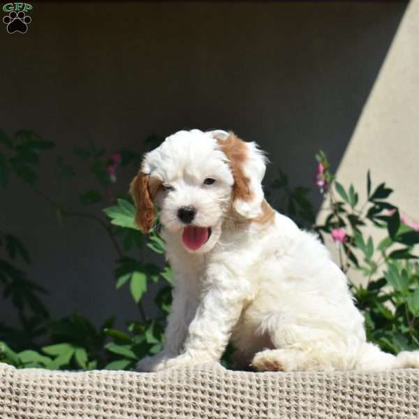 Honey, Cavapoo Puppy