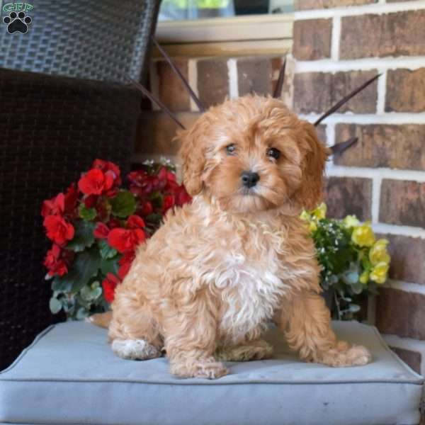 Honey, Cavapoo Puppy
