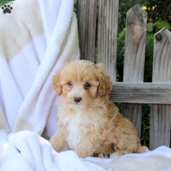 Honey, Miniature Poodle Puppy
