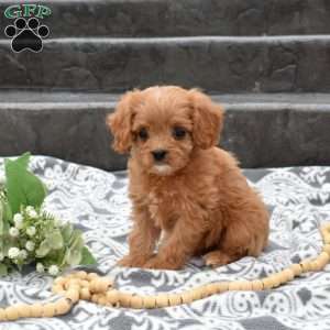 Honey, Cavapoo Puppy