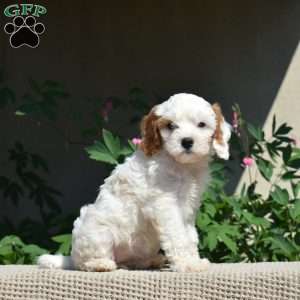 Honey, Cavapoo Puppy