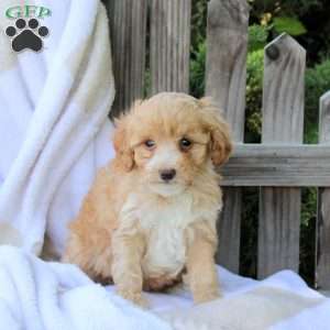Honey, Miniature Poodle Puppy