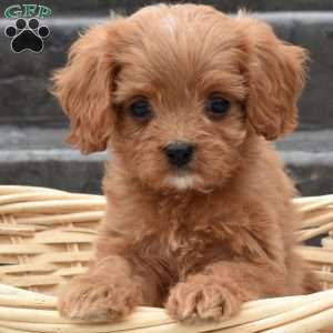 Honey, Cavapoo Puppy