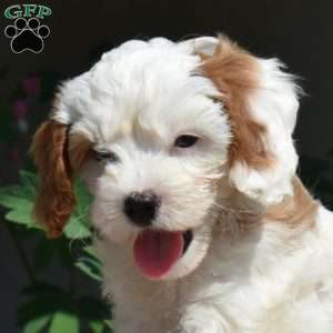 Honey, Cavapoo Puppy