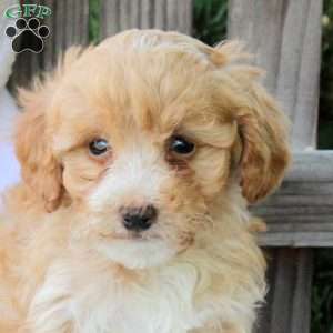 Honey, Miniature Poodle Puppy