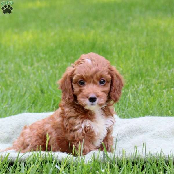 Hope, Cavapoo Puppy