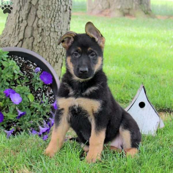 Hope, German Shepherd Puppy
