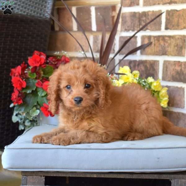 Hope, Cavapoo Puppy