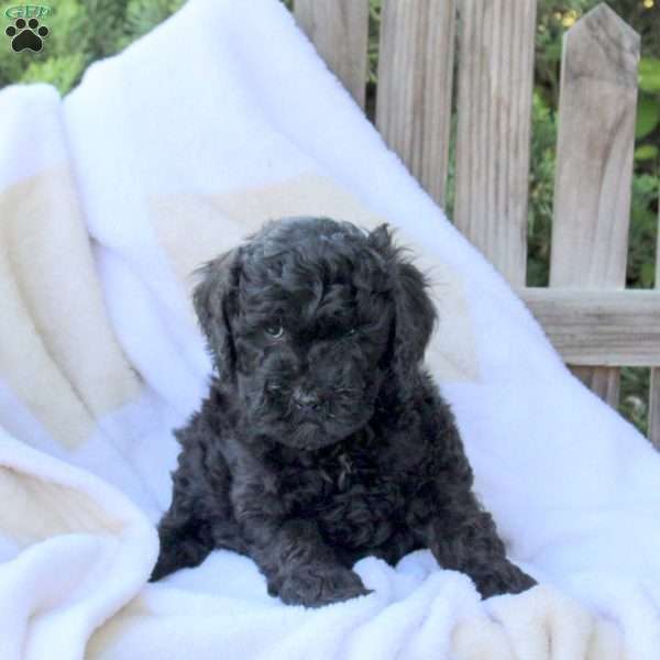 Hope, Miniature Poodle Puppy