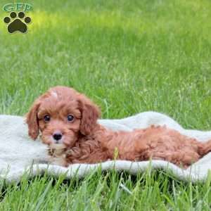 Hope, Cavapoo Puppy