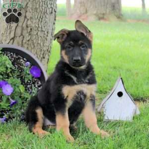 Hope, German Shepherd Puppy