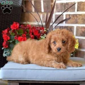 Hope, Cavapoo Puppy