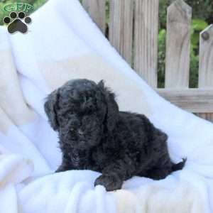 Hope, Miniature Poodle Puppy