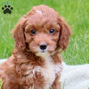 Hope, Cavapoo Puppy