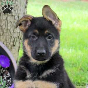Hope, German Shepherd Puppy