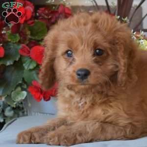 Hope, Cavapoo Puppy