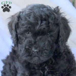 Hope, Miniature Poodle Puppy