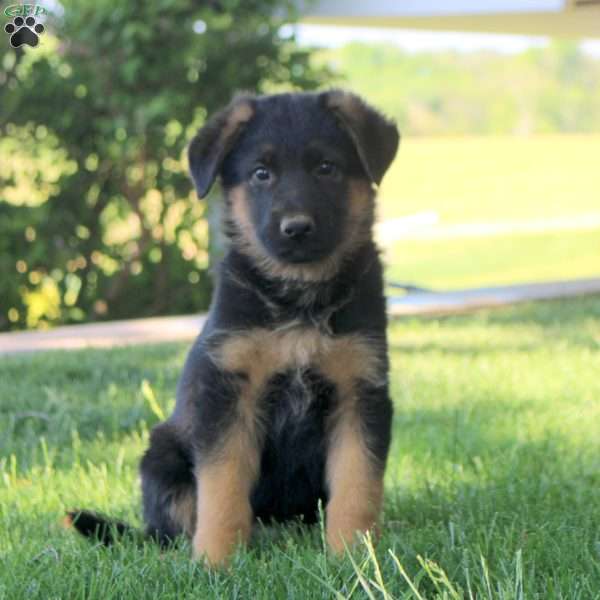 Hudson, German Shepherd Puppy