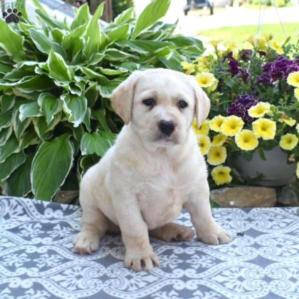 Hudson, Yellow Labrador Retriever Puppy