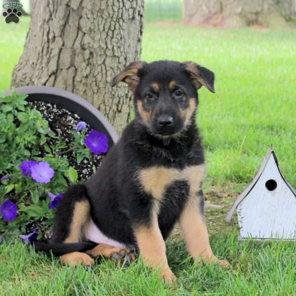 Hudson, German Shepherd Puppy