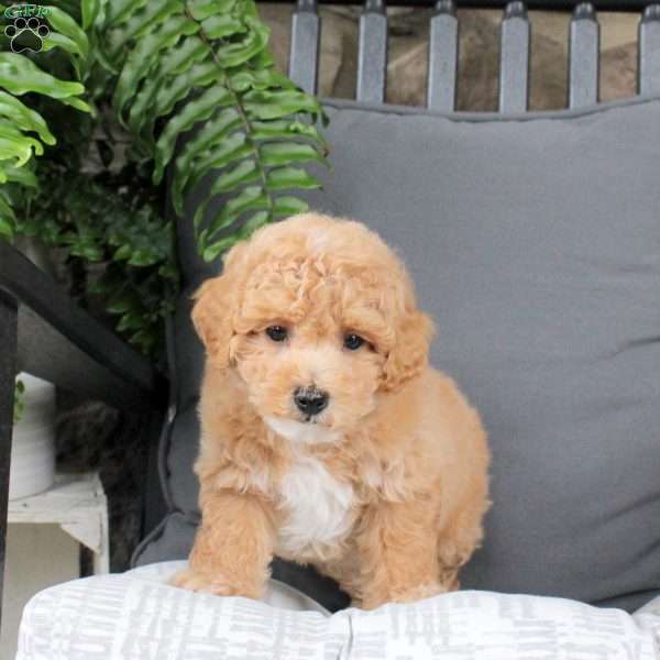 Hudson, Bich-Poo Puppy