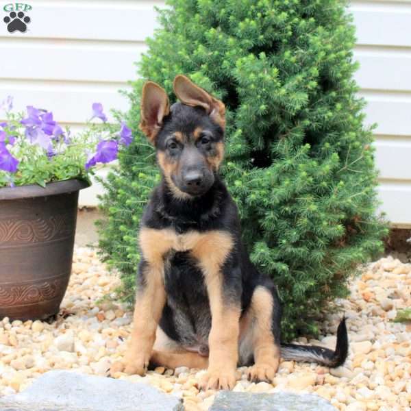 Hudson, German Shepherd Puppy