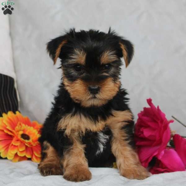 Hudson, Yorkie Puppy