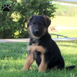 Hudson, German Shepherd Puppy