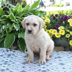Hudson, Yellow Labrador Retriever Puppy