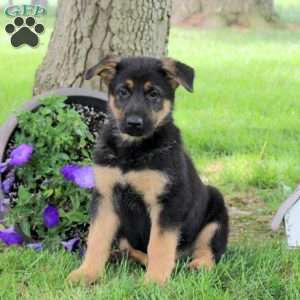 Hudson, German Shepherd Puppy