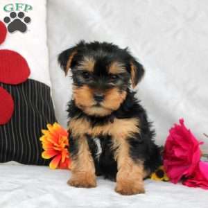 Hudson, Yorkie Puppy
