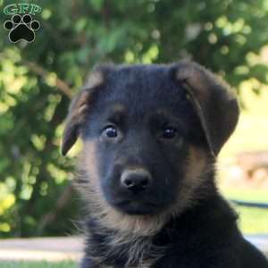 Hudson, German Shepherd Puppy