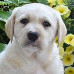 Hudson, Yellow Labrador Retriever Puppy