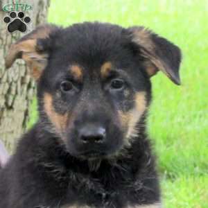 Hudson, German Shepherd Puppy