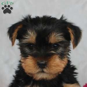 Hudson, Yorkie Puppy