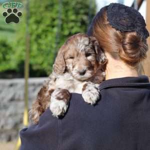 Hudson, Newfypoo Puppy