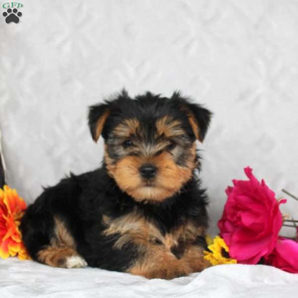 Hugo, Yorkie Puppy