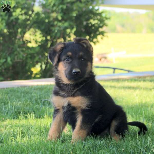 Hugo, German Shepherd Puppy