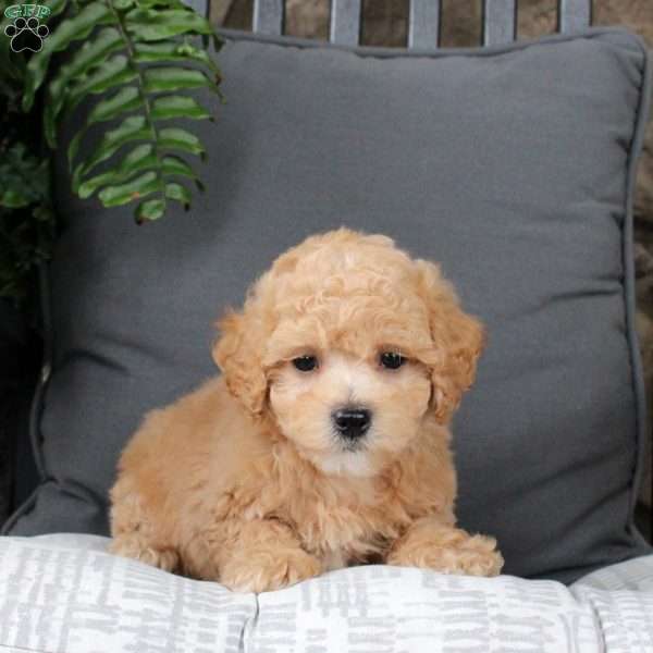 Hugo, Bich-Poo Puppy