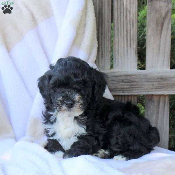 Hugo, Miniature Poodle Puppy