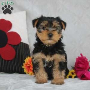 Hugo, Yorkie Puppy
