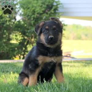 Hugo, German Shepherd Puppy