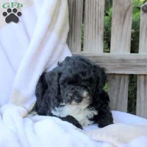 Hugo, Miniature Poodle Puppy