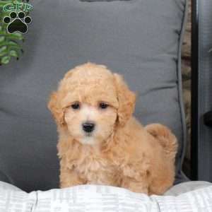Hugo, Bich-Poo Puppy
