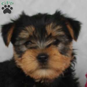 Hugo, Yorkie Puppy